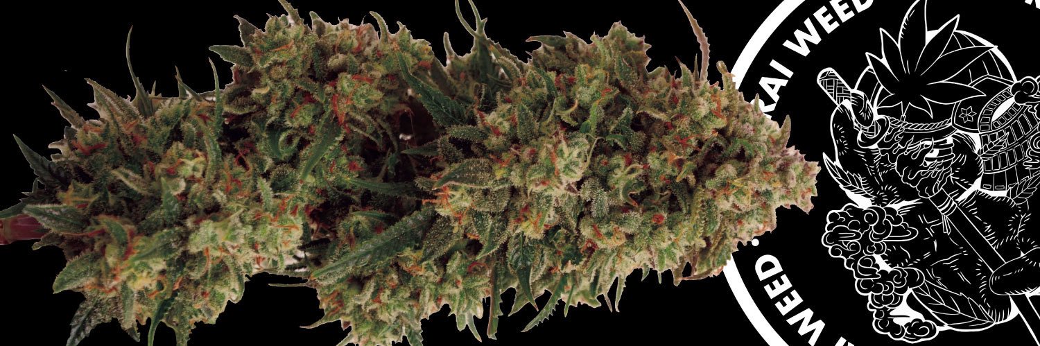 SAMURAI WEED's banner