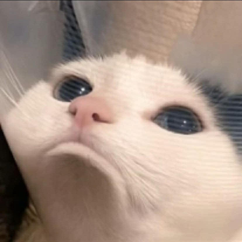 meobelngungoc's banner
