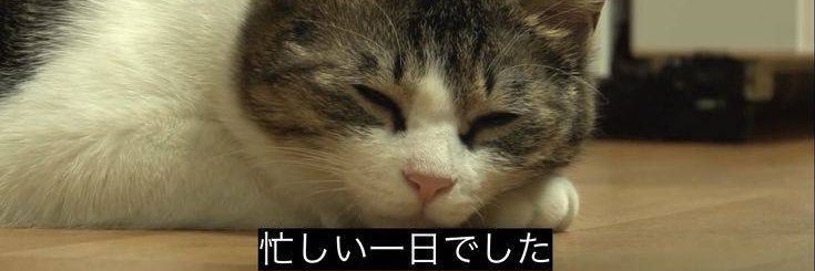 きゅーちゃん's banner