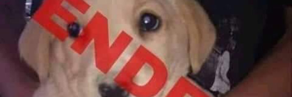 Mexican Dante 🍉's banner