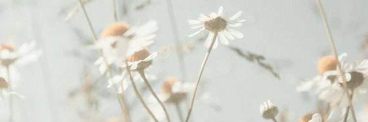Lily ୧ ‧₊˚ 🐇⋅ locked in era's banner