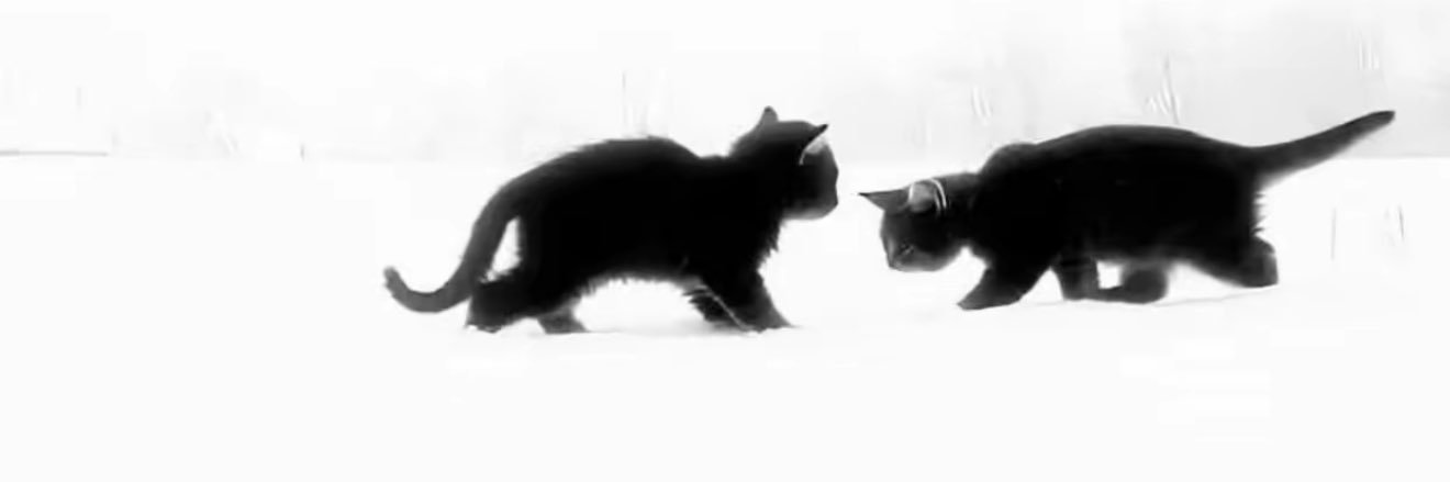 郑想吃糖's banner