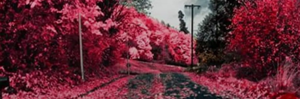 Nouha🌷's banner