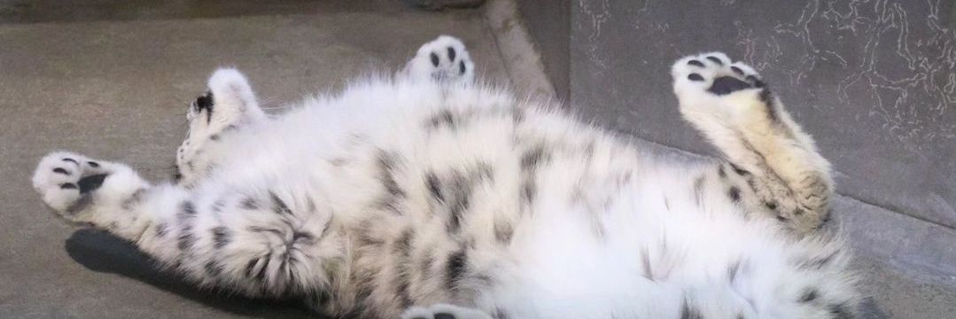 snow leopard reactions's banner