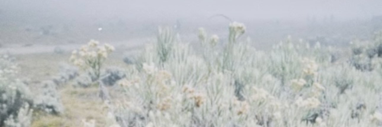 urpumkinn's banner