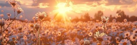 貓系人妻♡'s banner