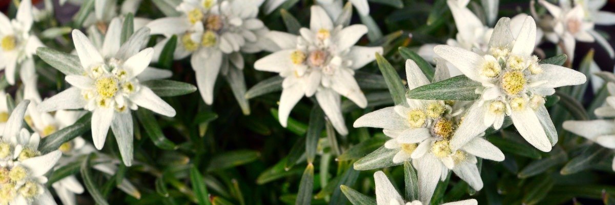 Edelweiss's banner