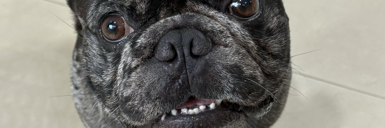 （二狗子）Dogquant 小狗量化's banner