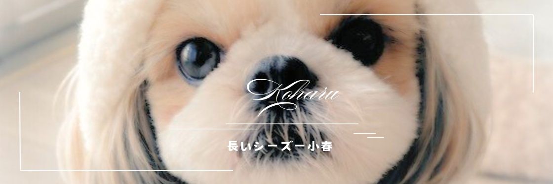 長いシーズー小春's banner