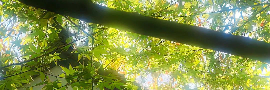芝芝和小狗的日常's banner