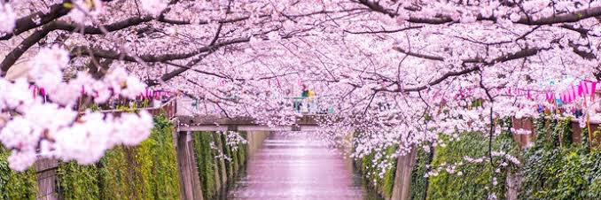 咲良ゆり🌸46歳人妻's banner