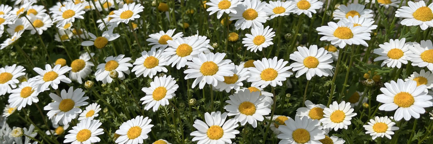 🌻's banner