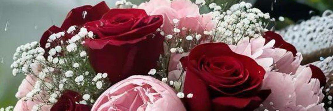 شذا's banner