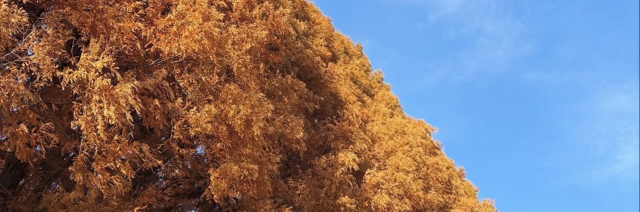 𝓓𝓮𝓫𝓫𝔂's banner