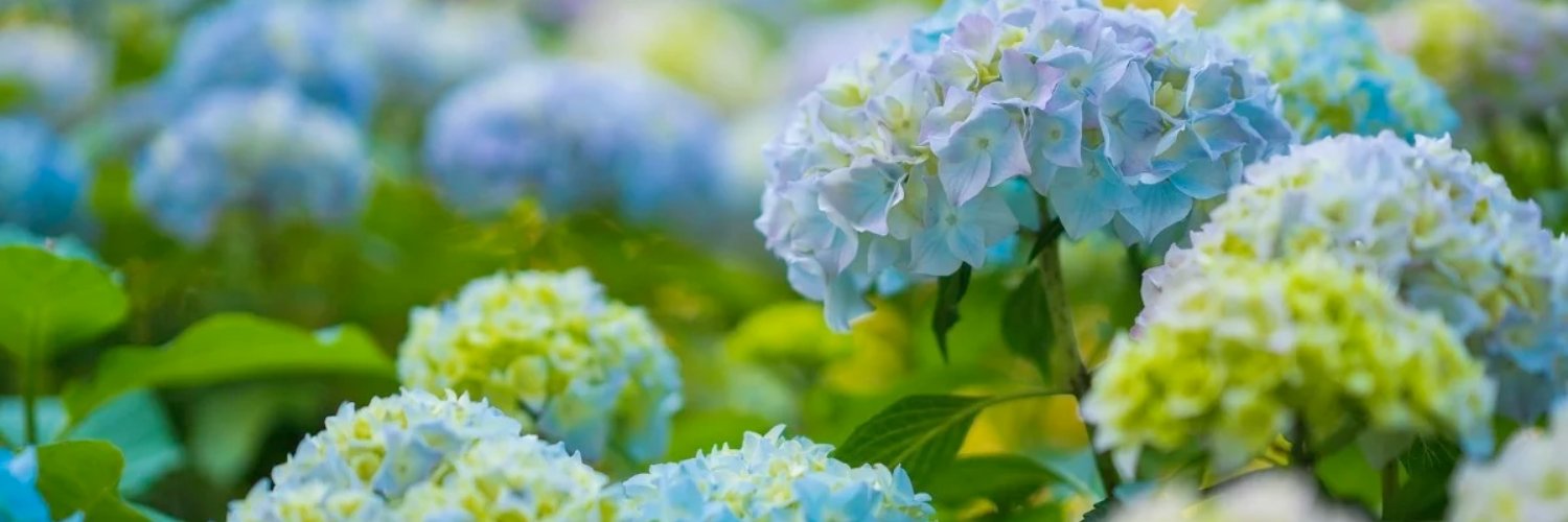 たかなしさゆり's banner