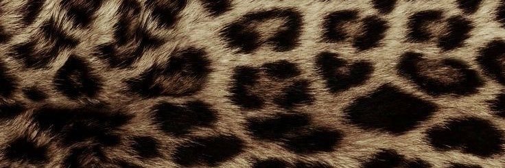 leia ࿔ findom's banner