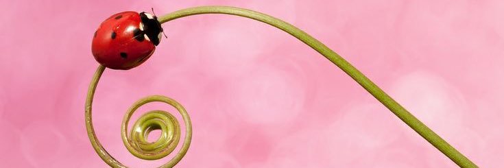 c 🌸🐛's banner