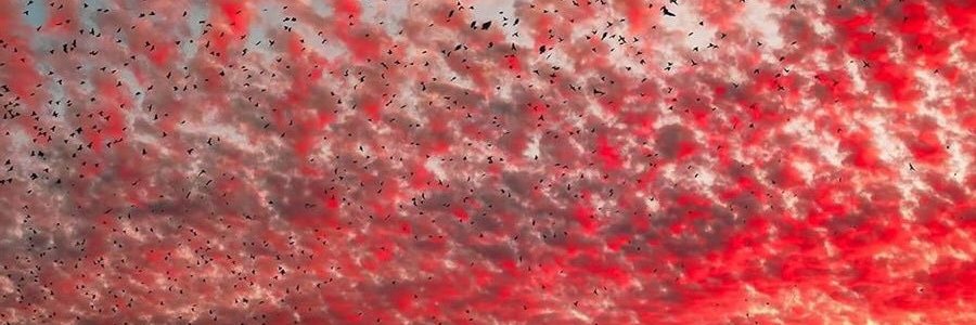 Todo Sea Por's banner