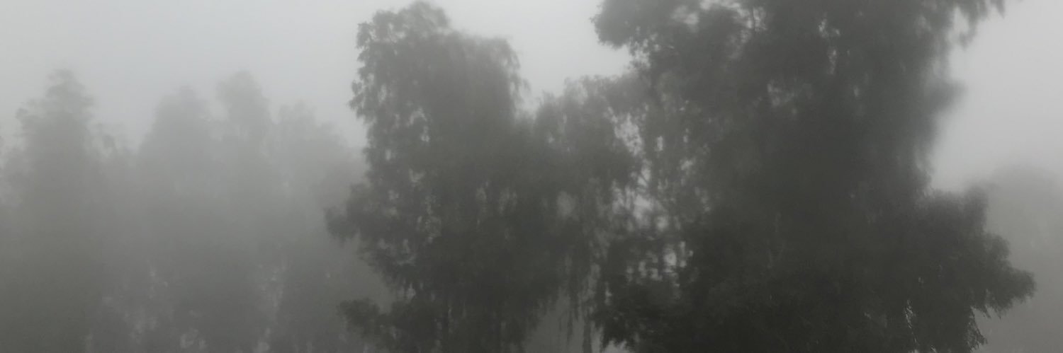Lily ليلى's banner