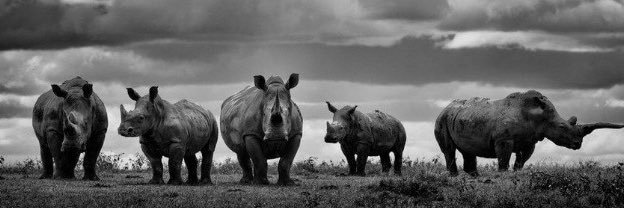 Rhino's banner