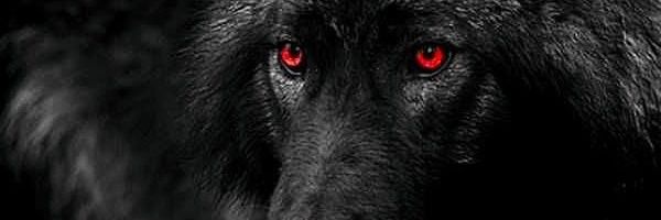 WOLF -The Real ALPHA's banner