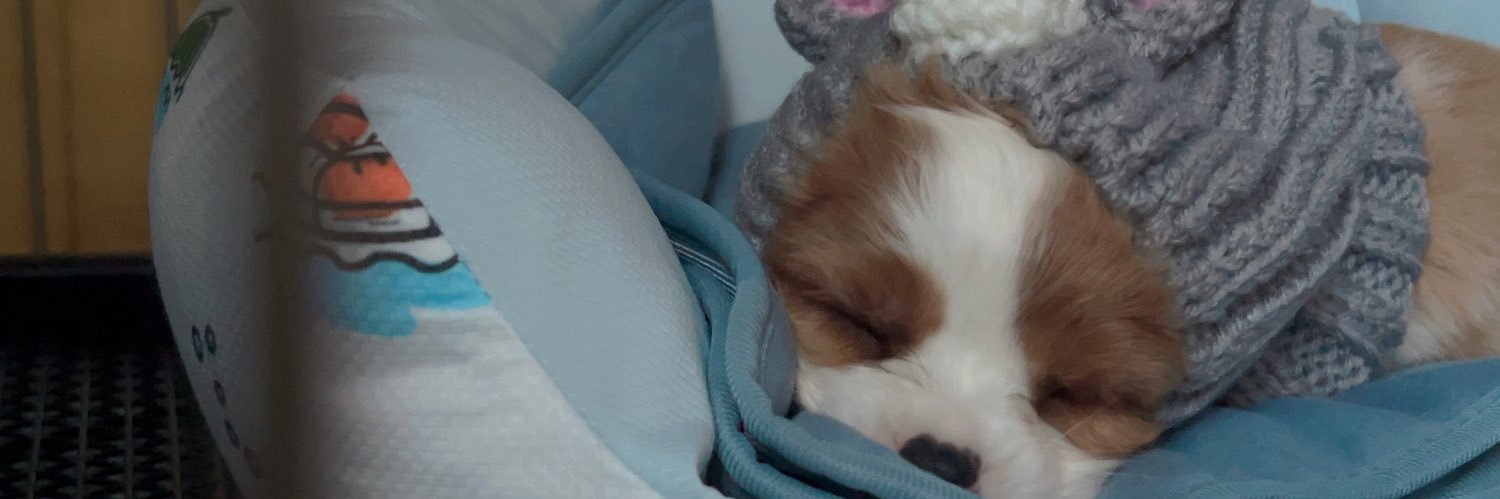 実家の犬がかわいすぎる's banner