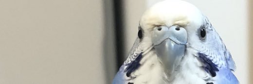 プジェ日記's banner