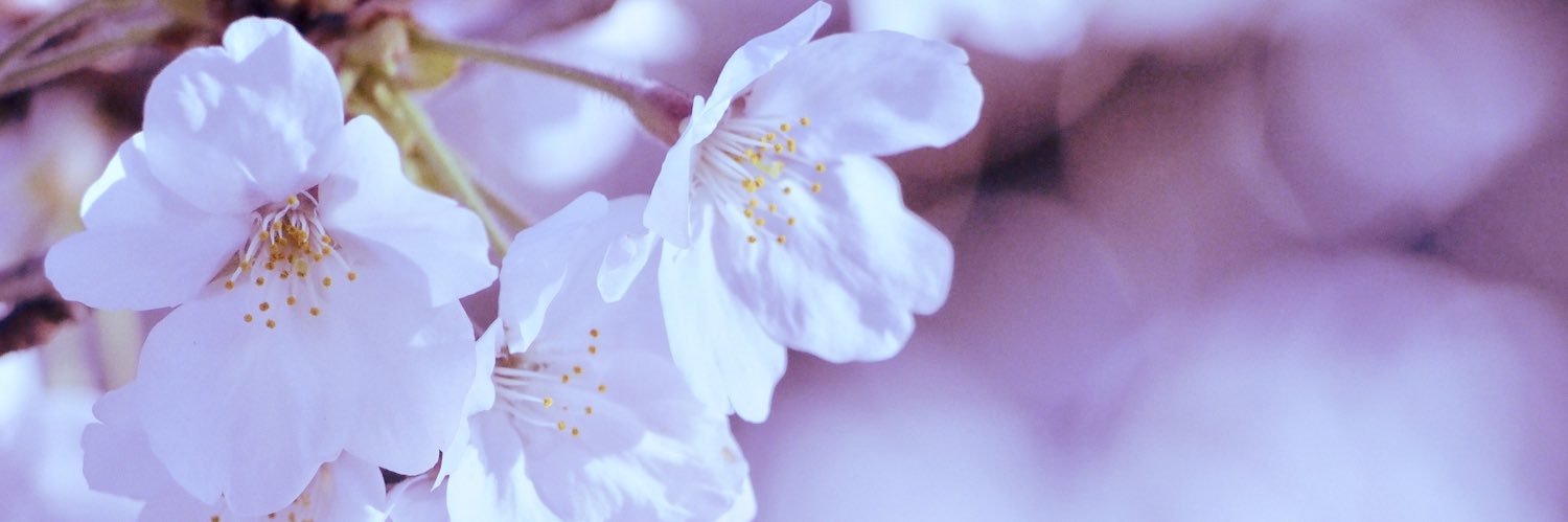 ふく（幸せ文鳥ライフ）'s banner