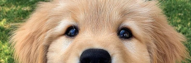 PawfectlyCaptured's banner
