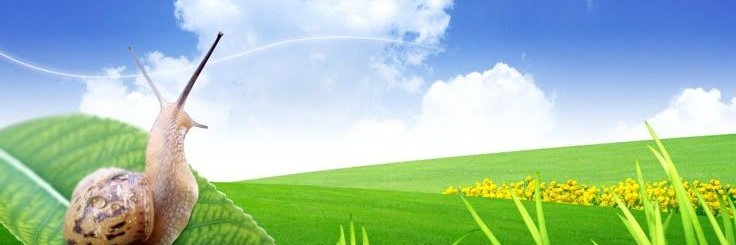 zuri 🍀's banner