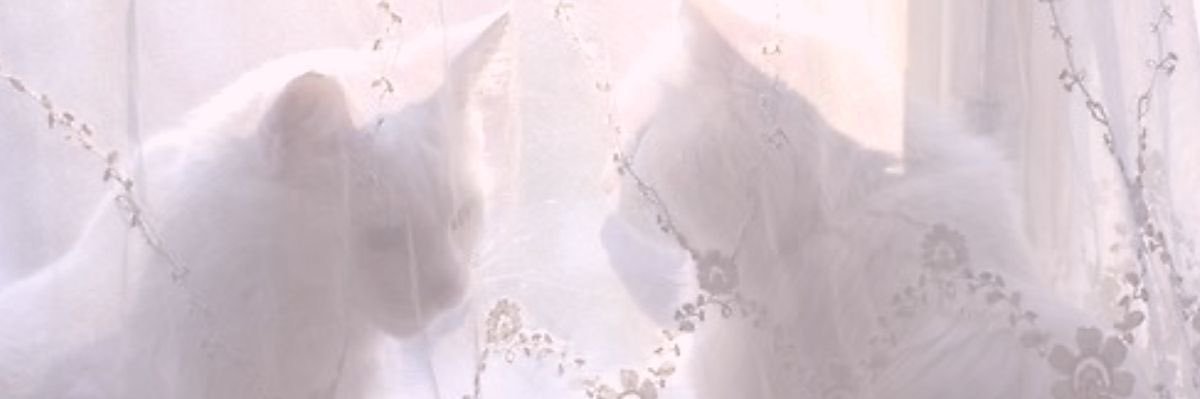 🪷 acclock dm's banner
