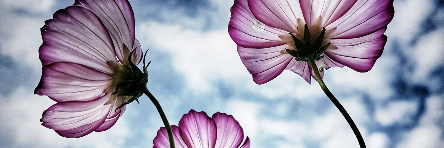 Acelyn Rain's banner
