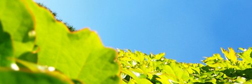 bnyu🐰🌿's banner