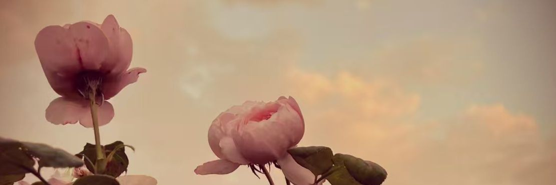 lshchc（互）'s banner