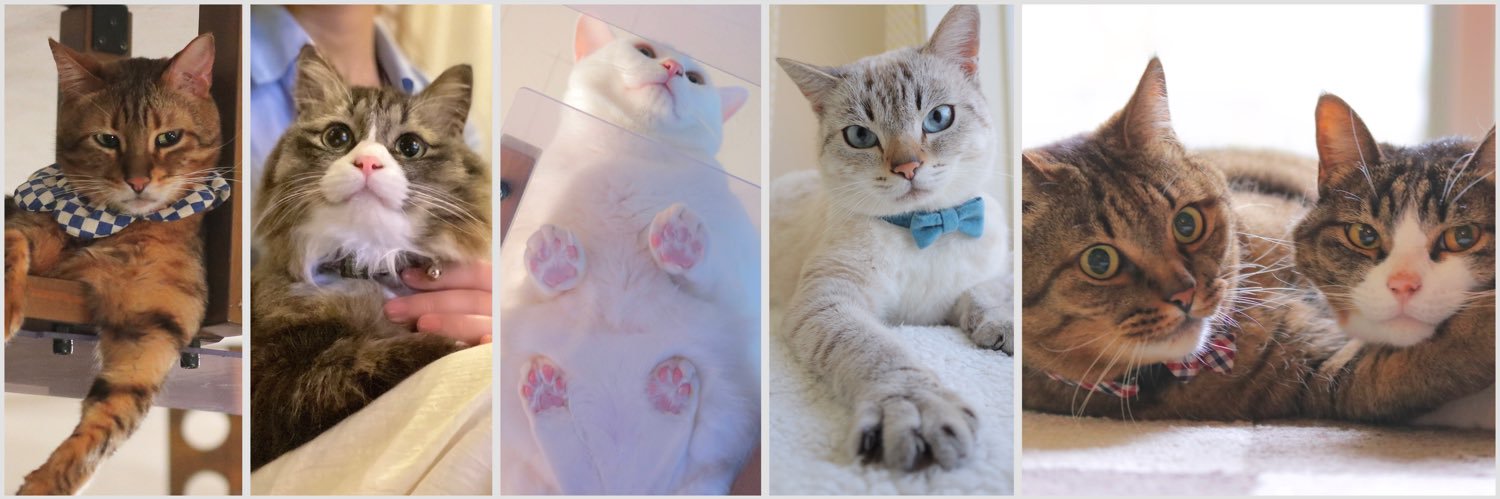 無重力猫ミルコのお家's banner