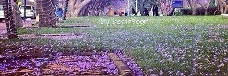 SHAHD's banner