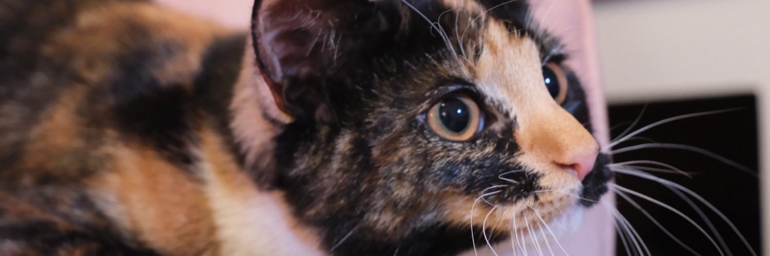 baby raccoon's banner