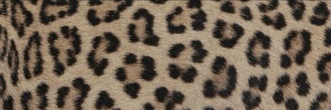 fershy ✮⋆˙ 🐆's banner