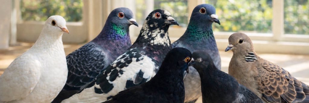 ぽぅぽぅのいる世界🐦's banner