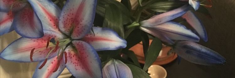 xxpiercedprincessxx's banner