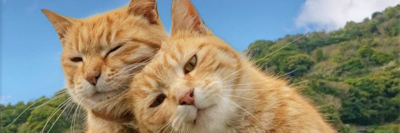 มาดูแมวห้องเรามั๊ย🐈's banner