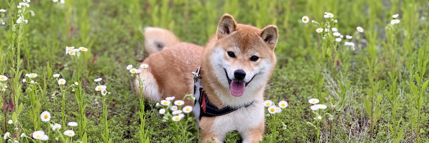 柴犬ムギ's banner