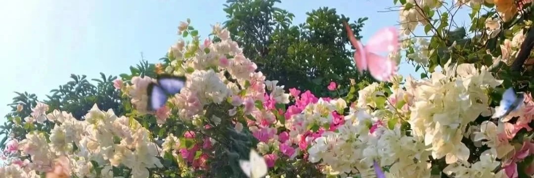 绵绵老师's banner