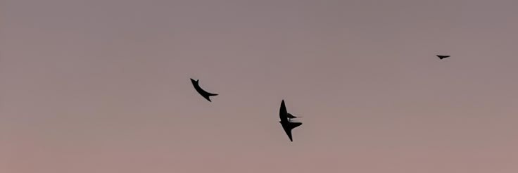 𝙀𝙍𝙀𝙉 𝙔𝙀𝘼𝙂𝙀𝙍's banner
