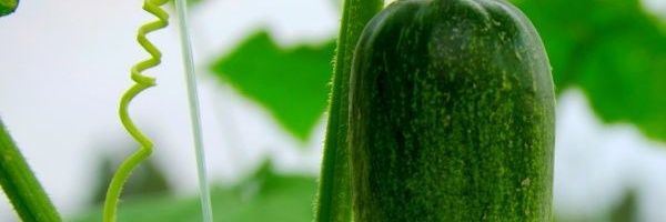 GREEN CUCUMBER's banner