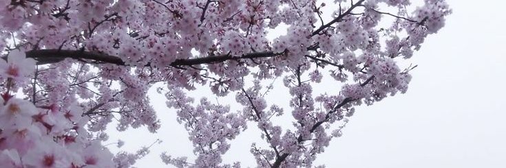 ⛧'s banner