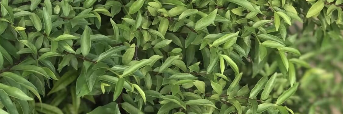 🦋 Diệu Trinh 🦋's banner