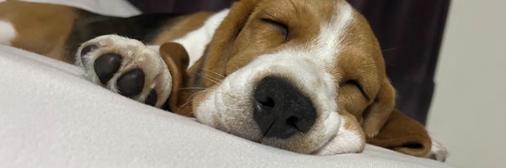 ふてぶてしい犬's banner