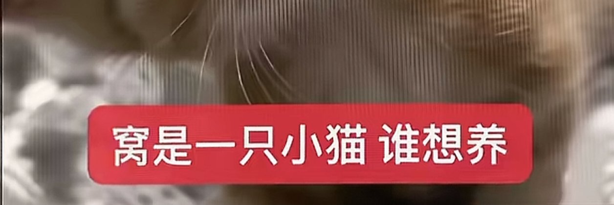 小猫's banner