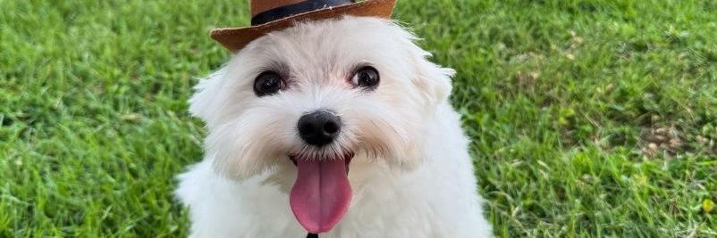 mia 🎀✧⁠*⁠。🔞's banner